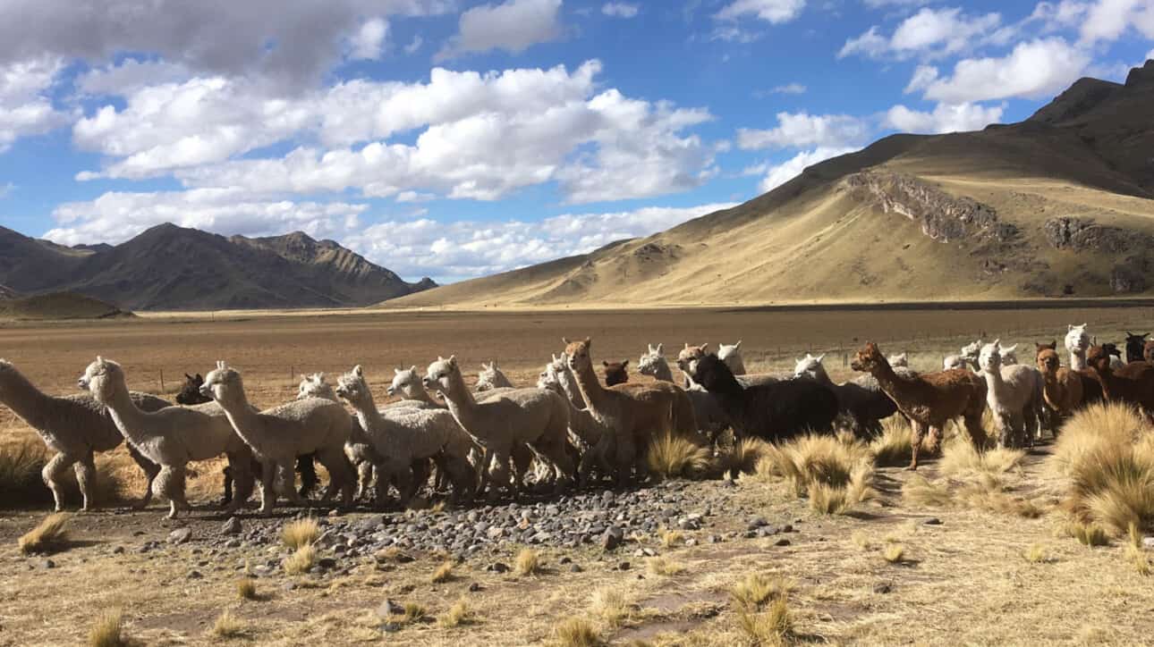 alpaca herd with hills in background.