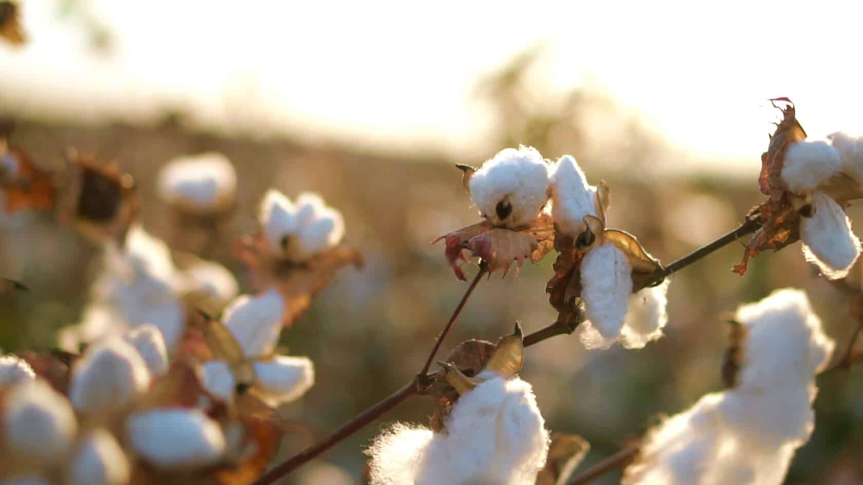 cotton plant closeup.