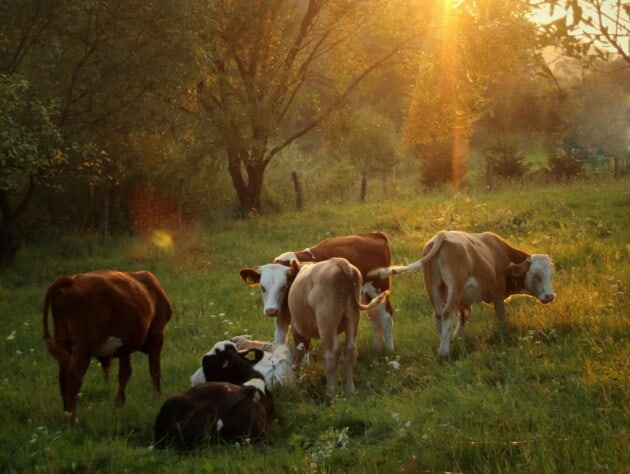 Cows grazing.