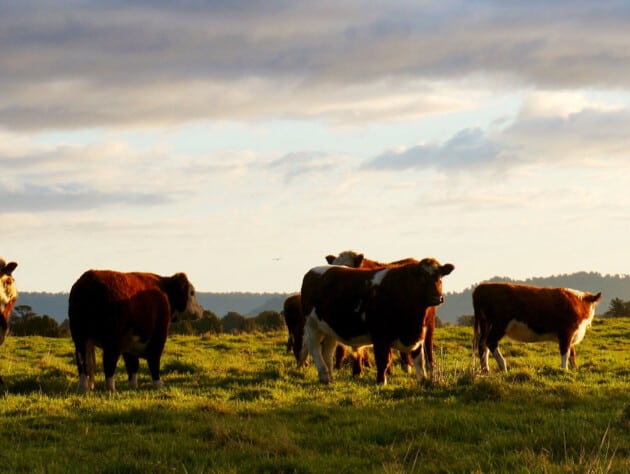 cows in a pasture.