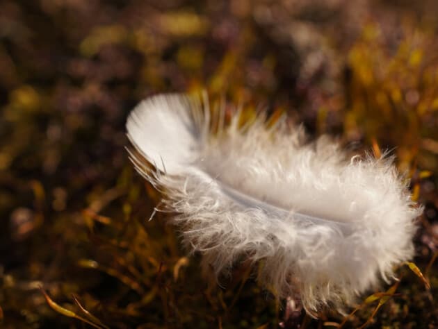 down feather on the ground.