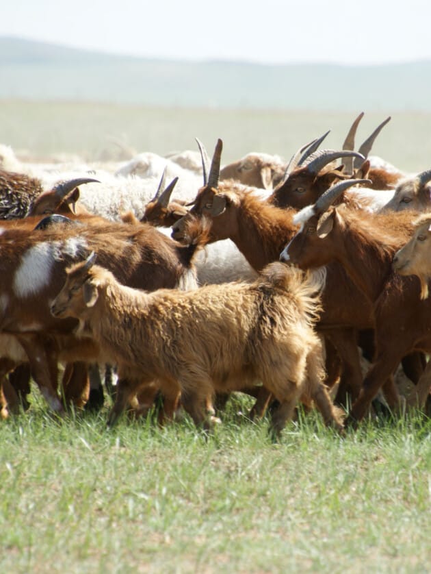 goat herd outside.