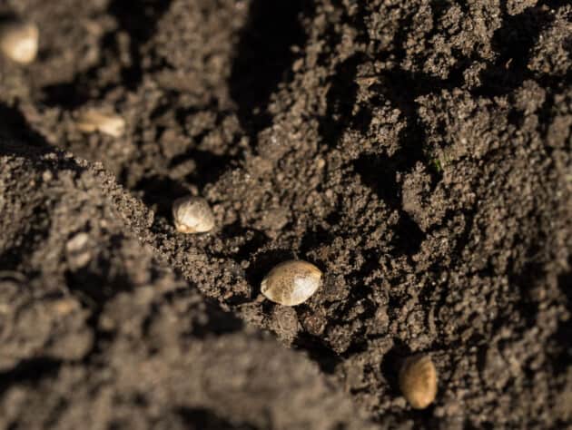 hemp seeds planted in soil.