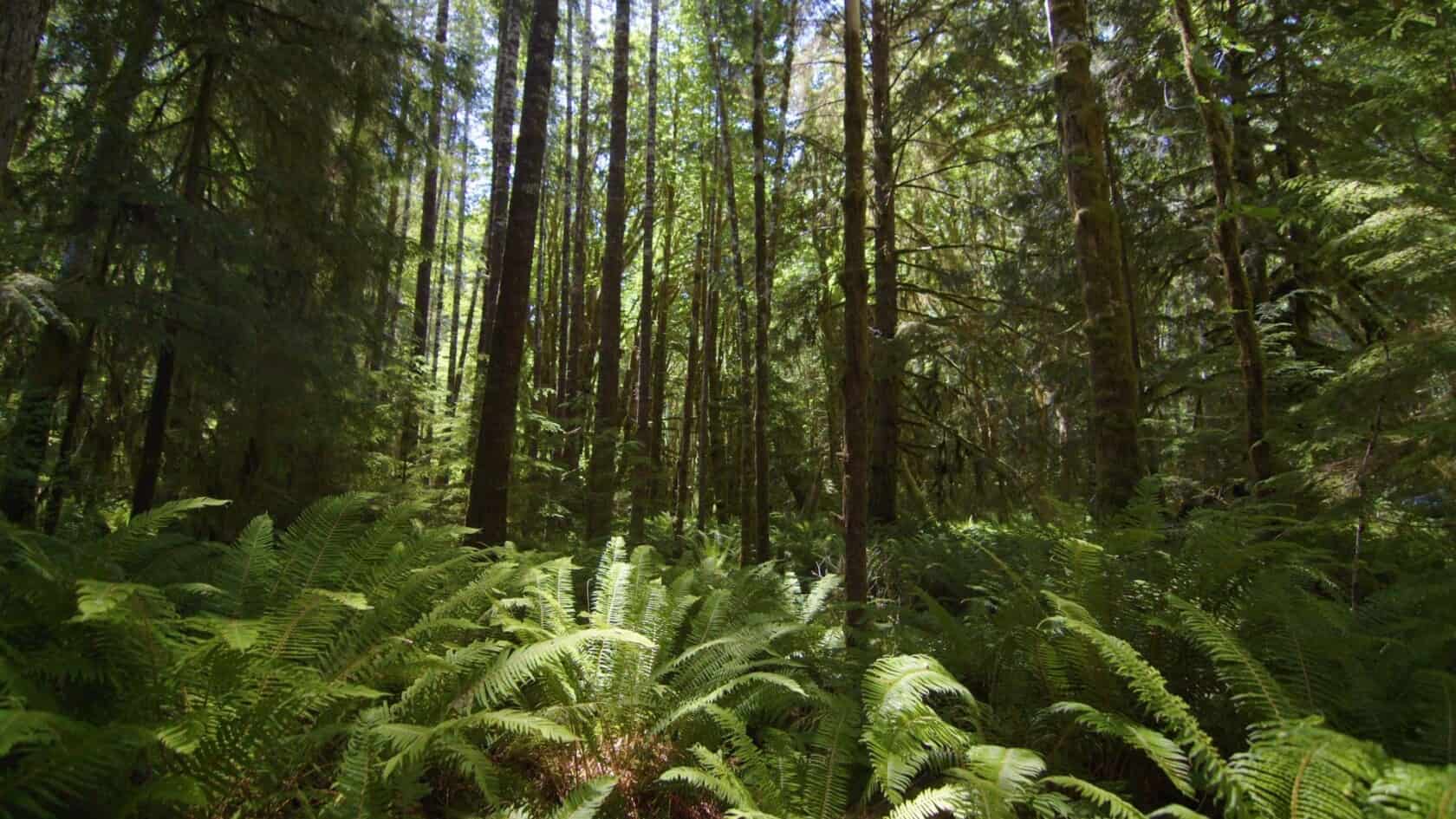 light streaming through a forest.