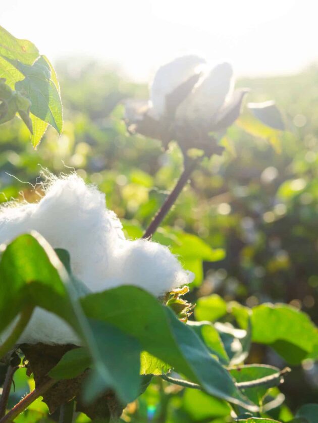 An organic cotton plant.