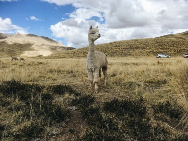 single alpaca outside.