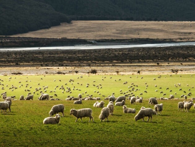 Sheep grazing in a field.