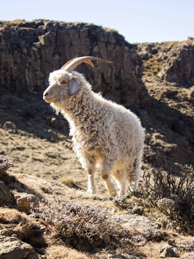 Angora goat is feeding in the Maluti mountains, Drakensberg, Lesotho.