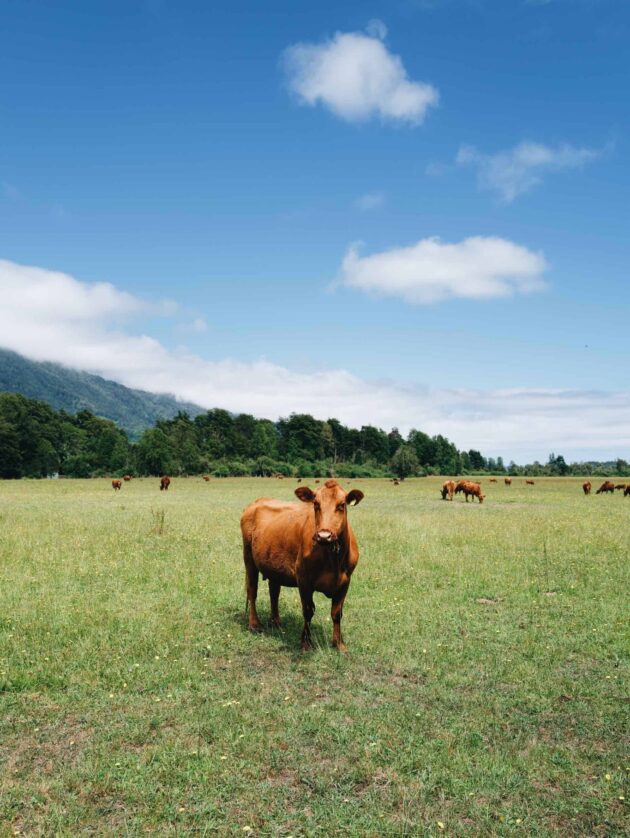 Cows grazing in a field.