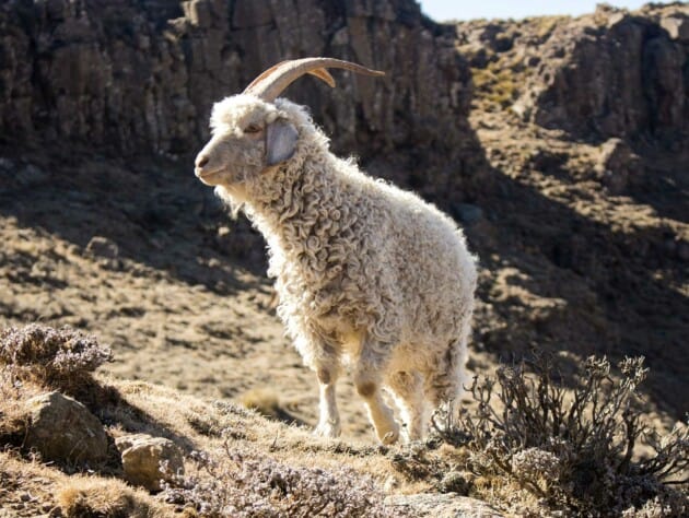 Goat in the sun.