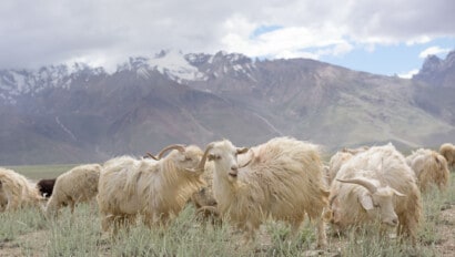 Kashmir goats in beautiful Zanskar landscape with snow peaks background.