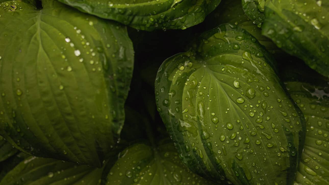 green leaves with water droplets.