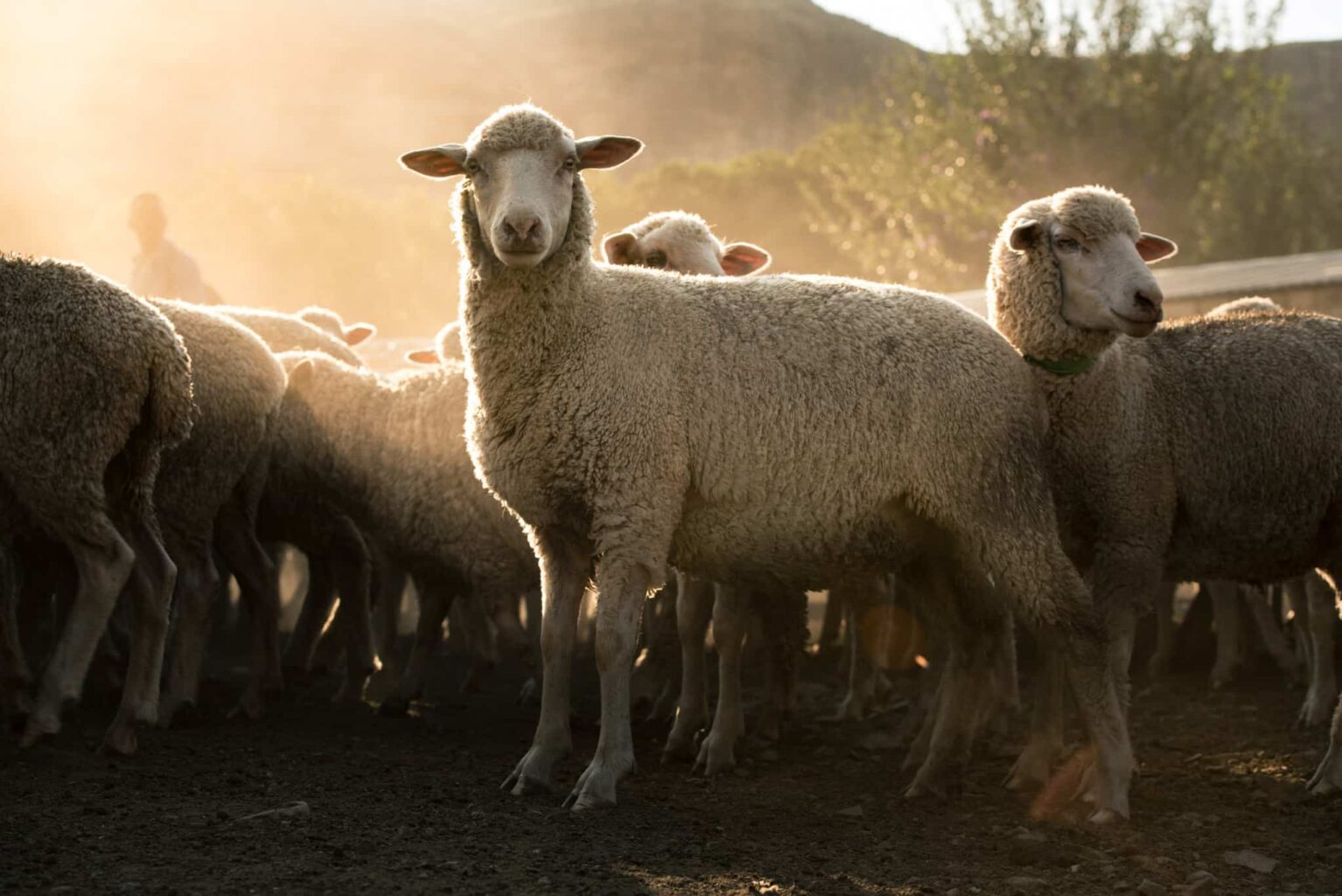 Sheep looking at camera.