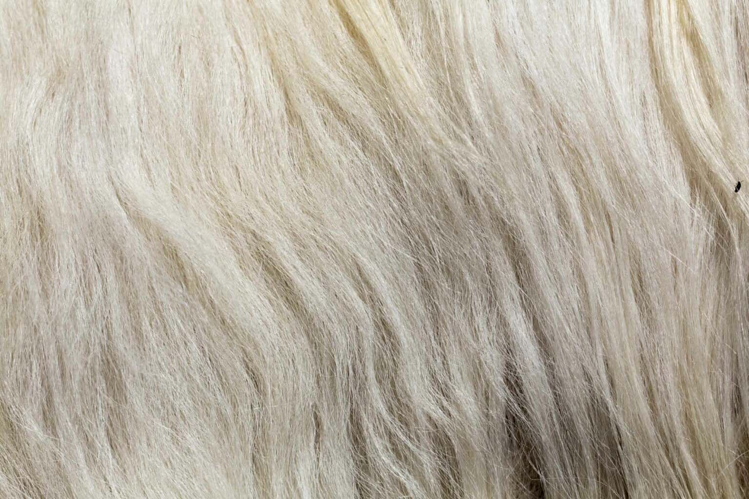 A close up view of wool.