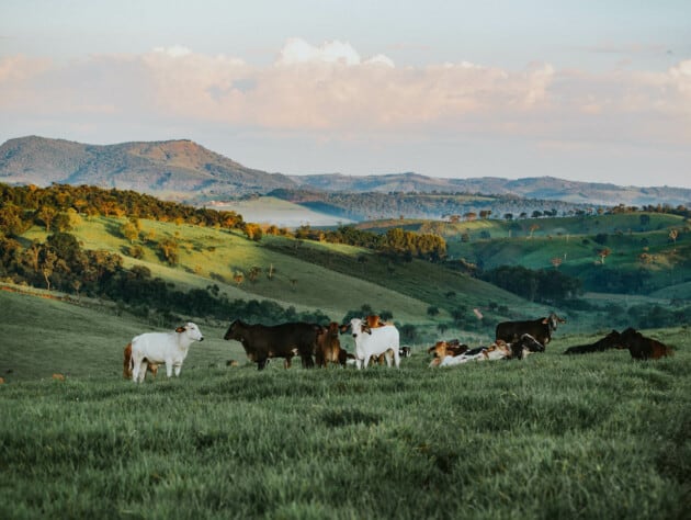 cows in the hills.