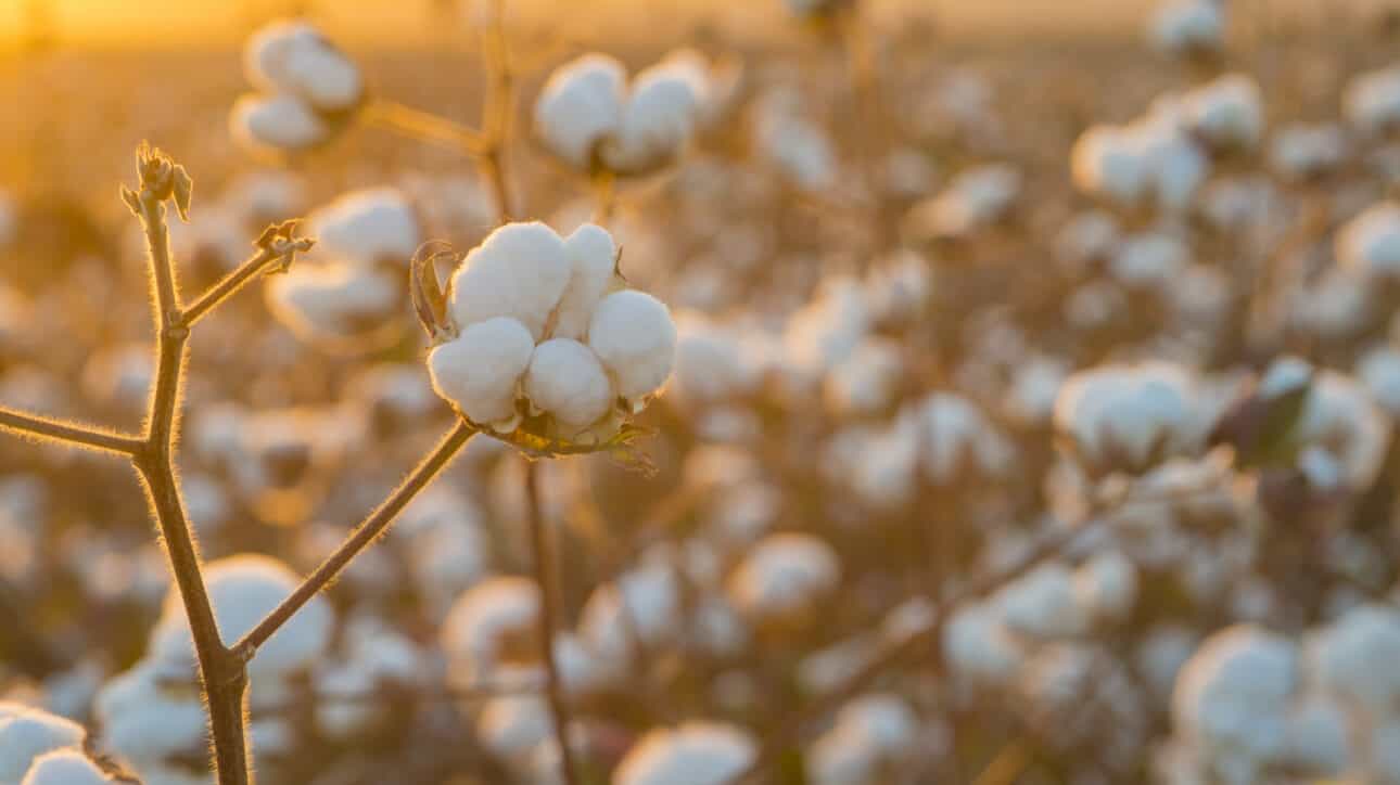cotton field.