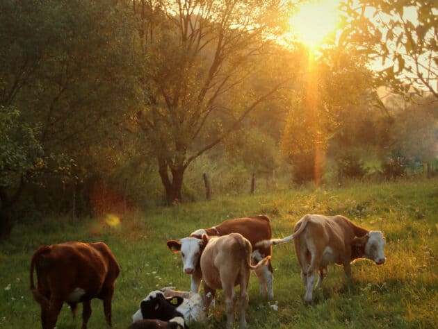 cows laying down in field.