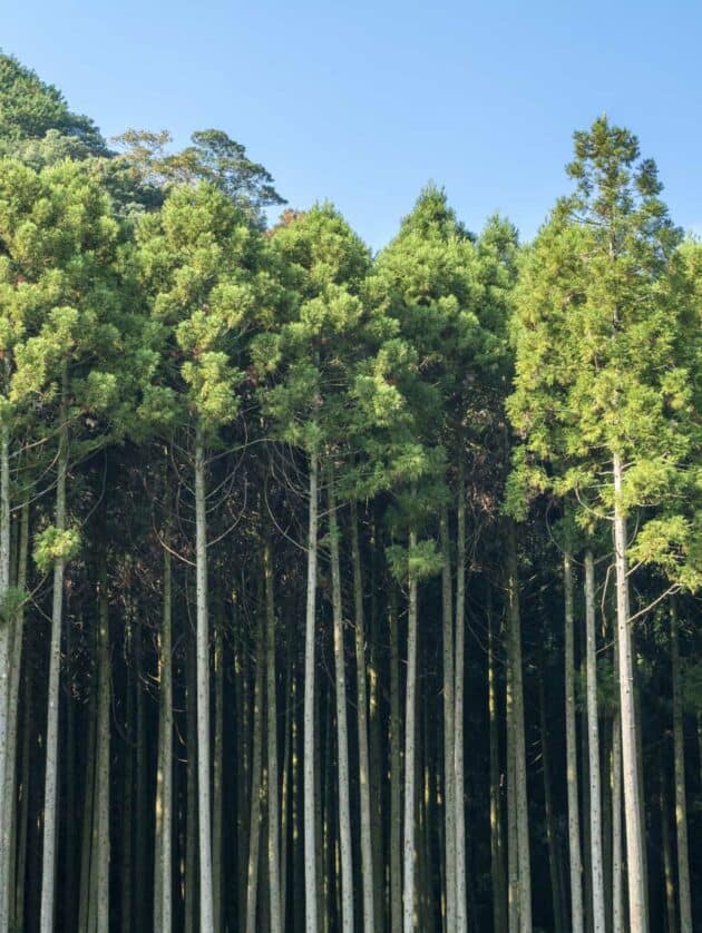 forest of tall trees.