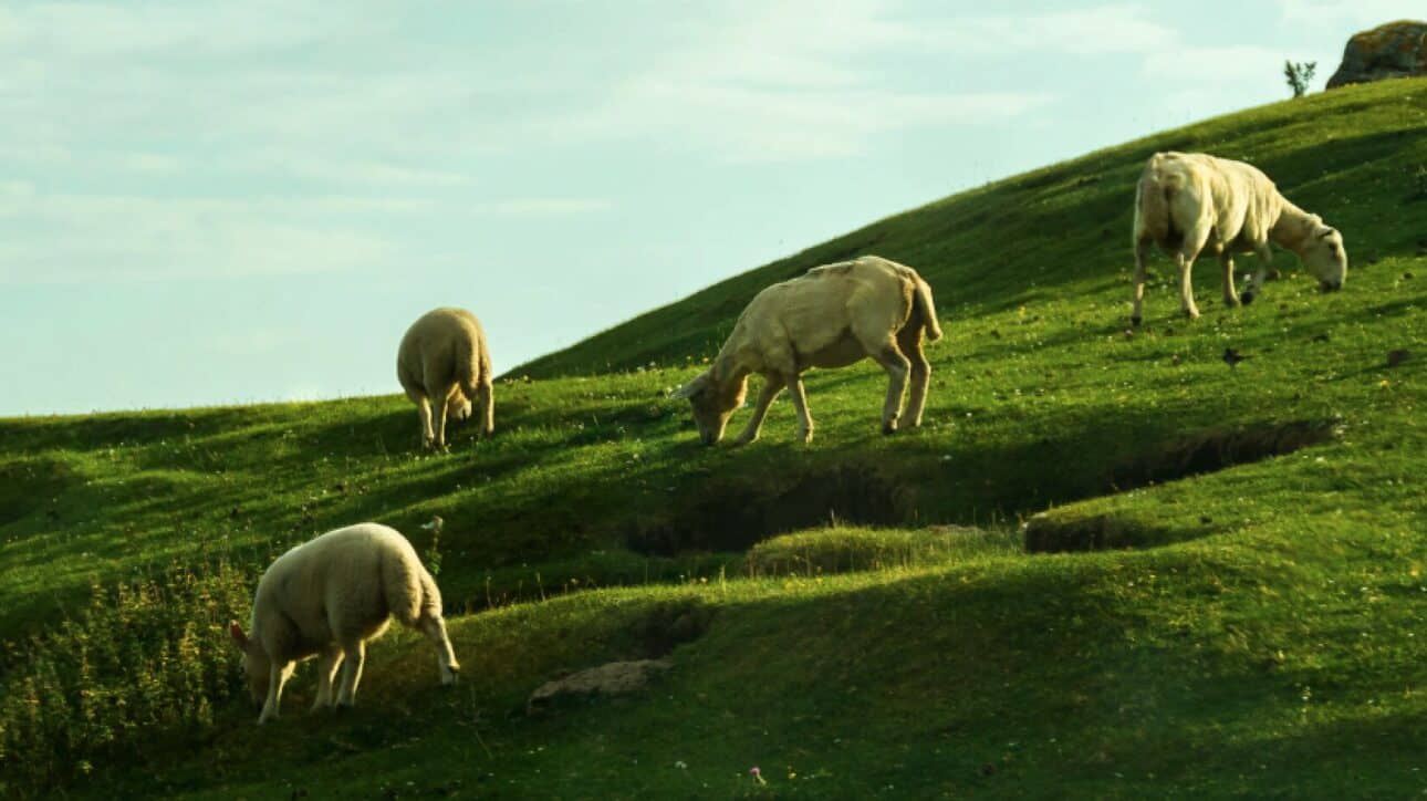 sheep-grazing