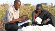 men sorting cotton outside.