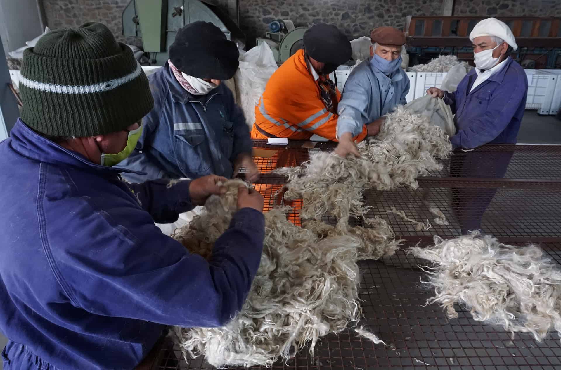 Wool Wilfelife Friendly Credit Ezequiel Infantino TBC 2021