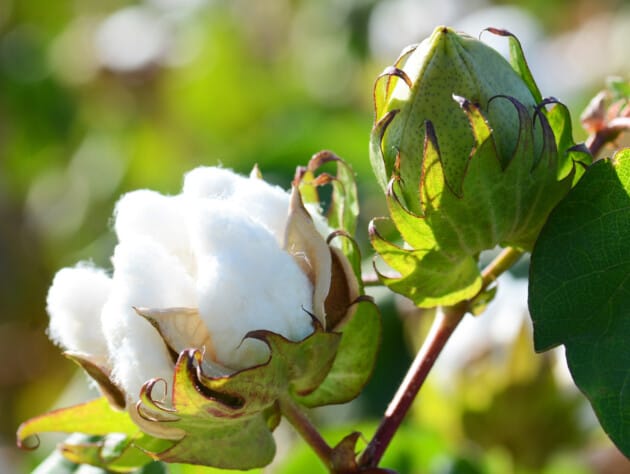 Organic Cotton, plant Fibers