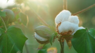 cotton plant with sun shining in background.