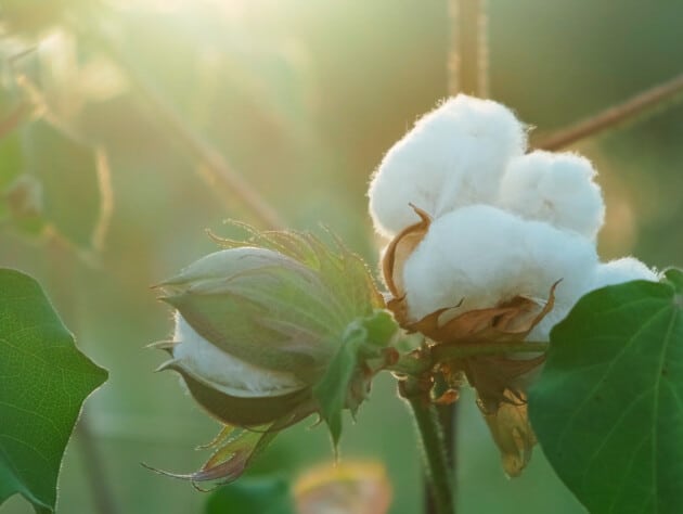 cotton plant with sun shining in background.