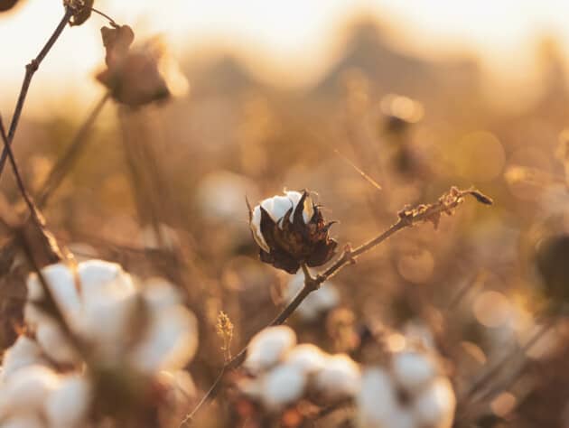 cotton plant in brown field.