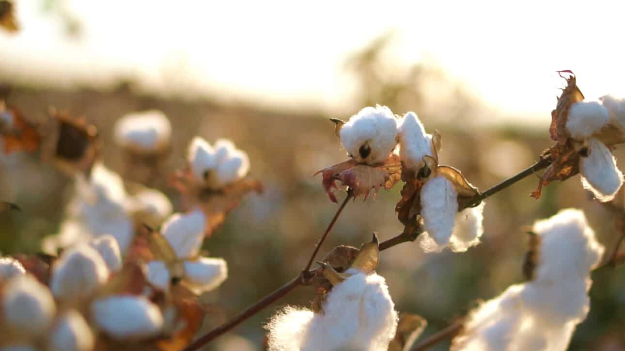 Cotton - Textile Exchange