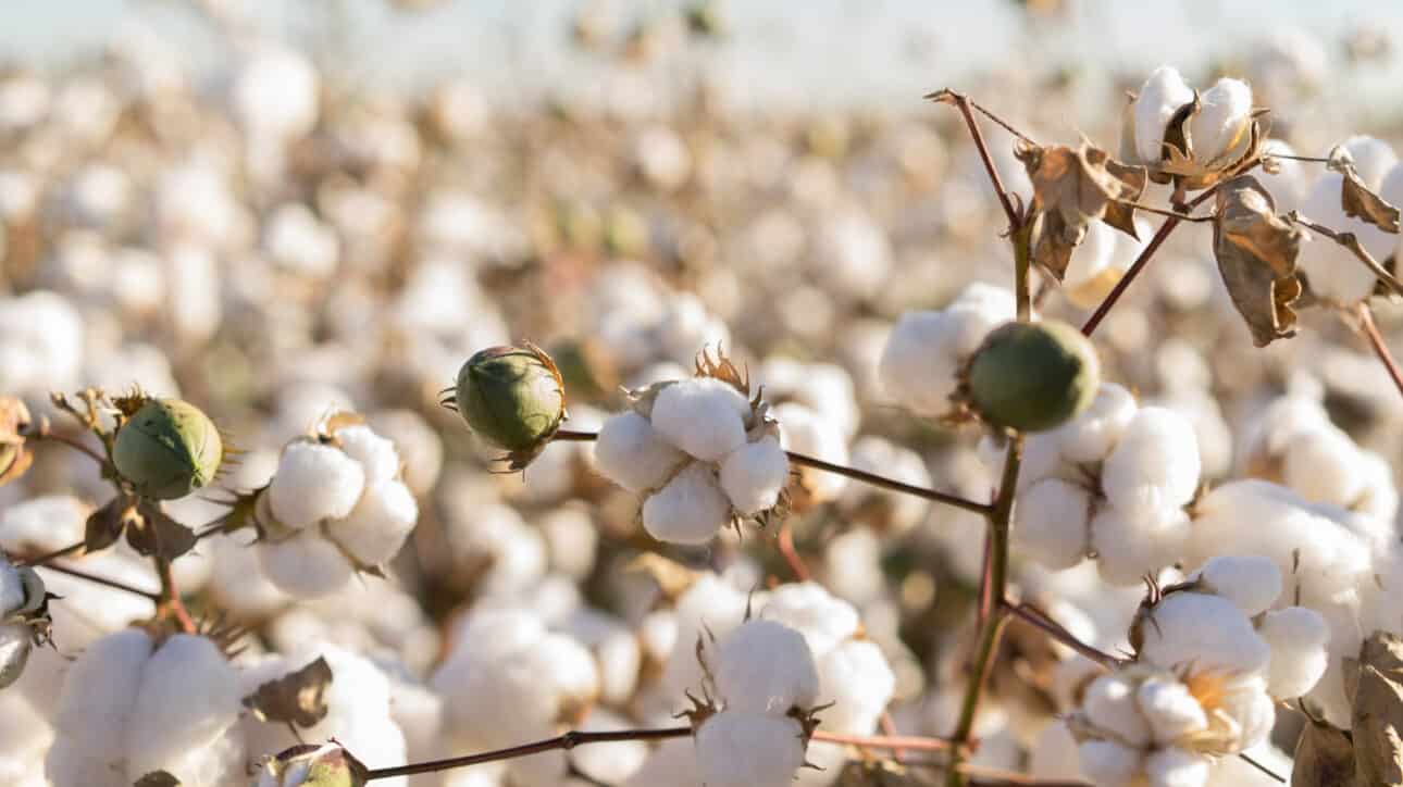 field of cotton plants.