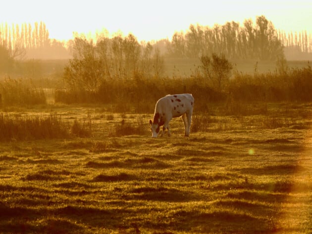 cow in a hazy orange pasture at sunrise.
