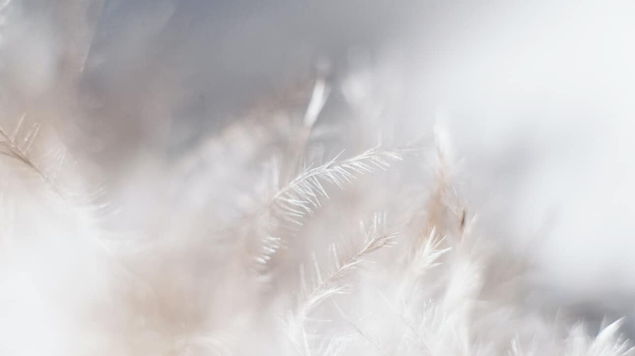 closeup of down feathers.