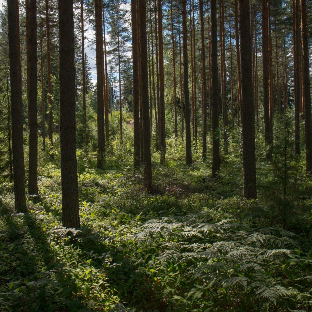 forest-greenery-viscose-645x645@2x.jpg