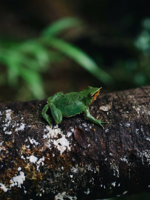 frog on a log.