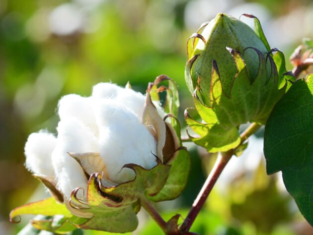 Cotton plant.