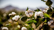 Cotton plants.