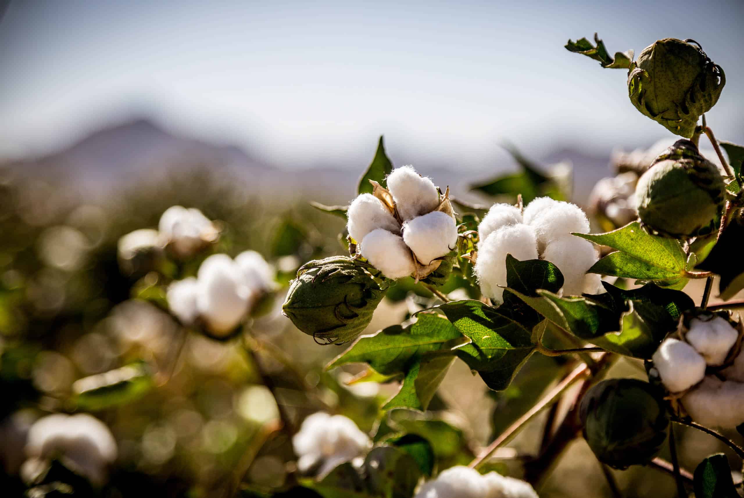 Organic Cotton Round Table Textile Exchange