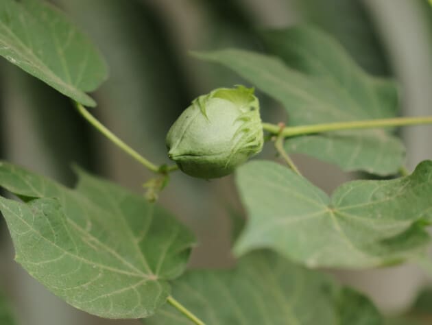 A cotton plant.