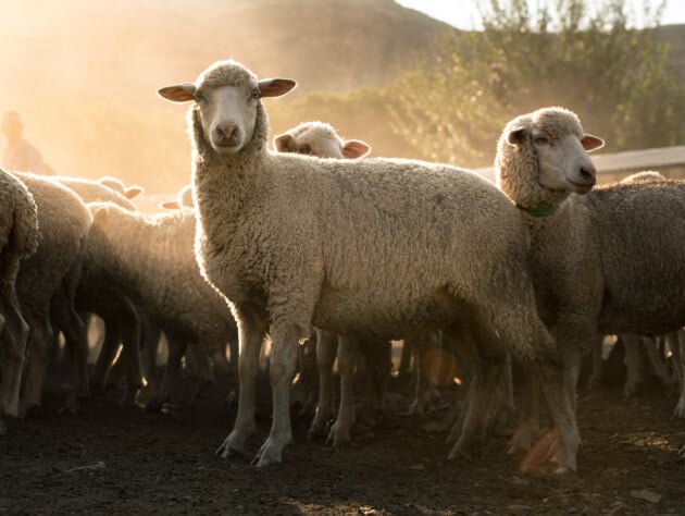 large herd of sheep with sunlight shining in background.