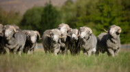 sheep walking through a pasture.