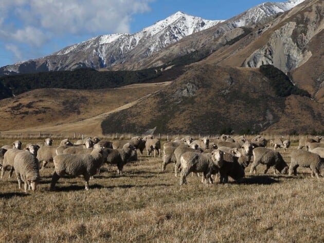 sheep grazing in front of mountains.