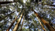 forest trees from below.