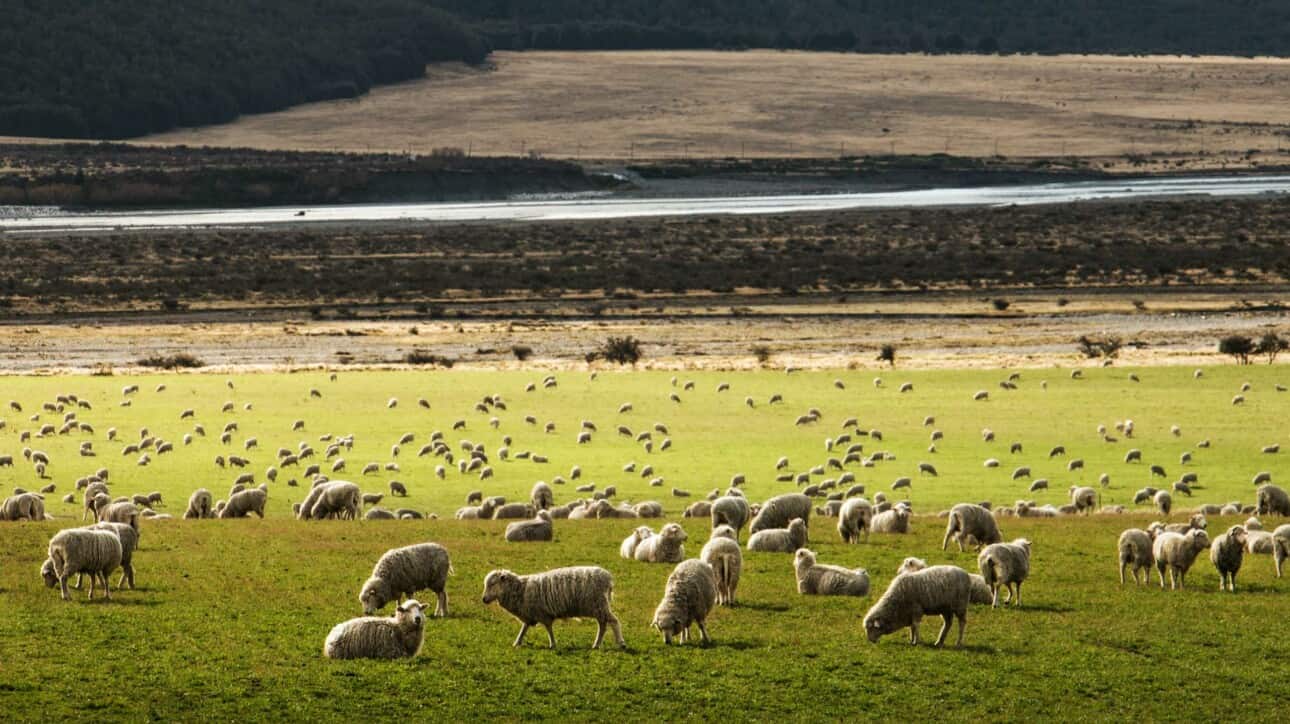 Sheep grazing in a field.