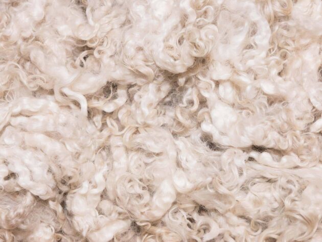 Pile of unprocessed high quality New Zealand merino wool.