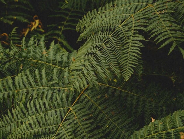 green leaves.