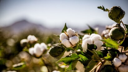 Cotton plants.