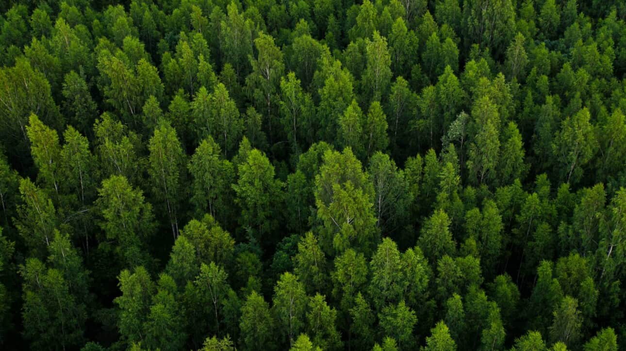trees viewed from above.