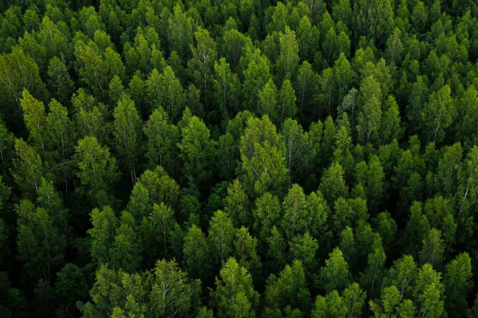 trees viewed from above.