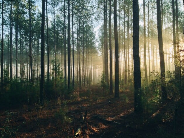 trees with fog among them.